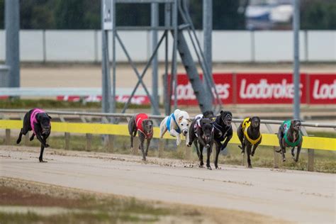 Hobart Greyhound Race Results.